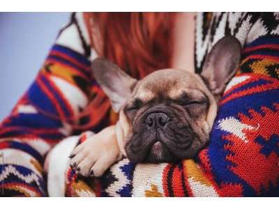 French Bulldog Allergies: Common Causes and Management